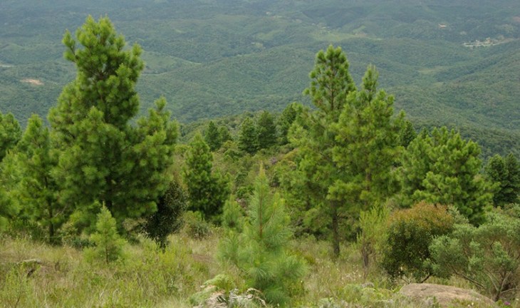 pinus