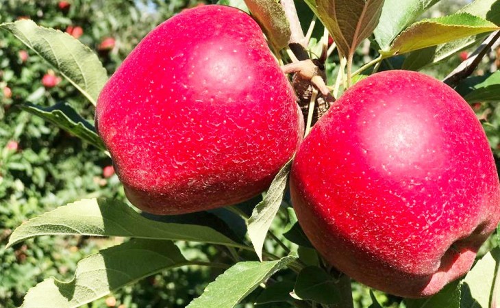 colheita-de-macas-em-santa-catarina