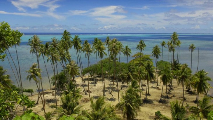 Coqueiros na Polinésia