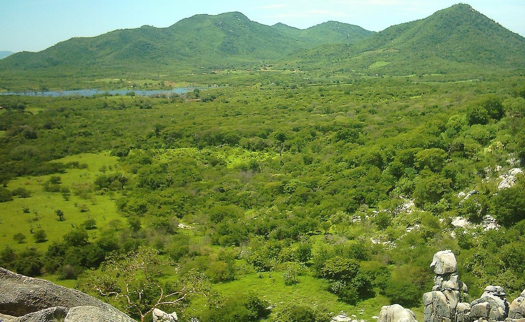 Caatinga