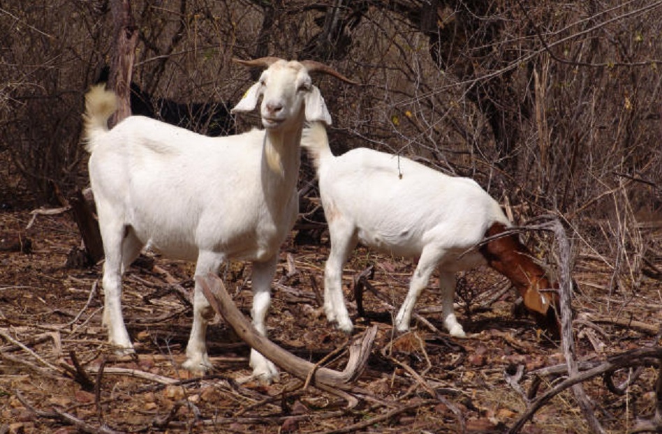 Cabra sertaneja 4