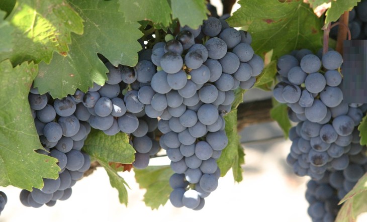 Uvas do Rio São Francisco