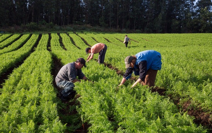 Protudor de Hortaliças Familia Frohlic em santa maria do Herval
