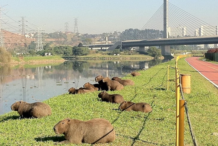 Capivaras no Rio Pinheiros