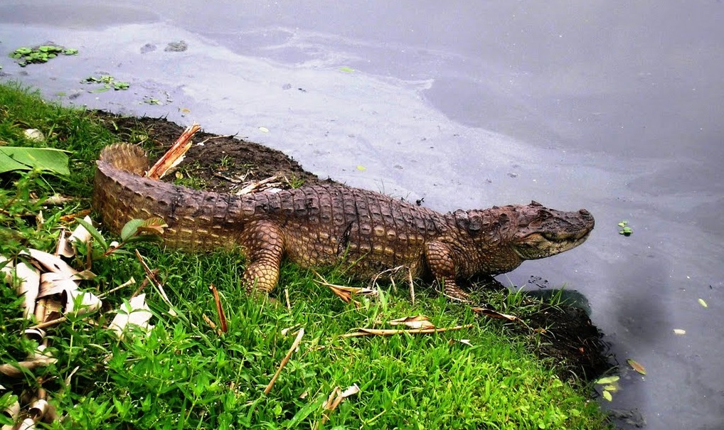 Jacaré-do-papo-amarelo