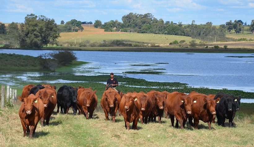 Gado nos Pampas