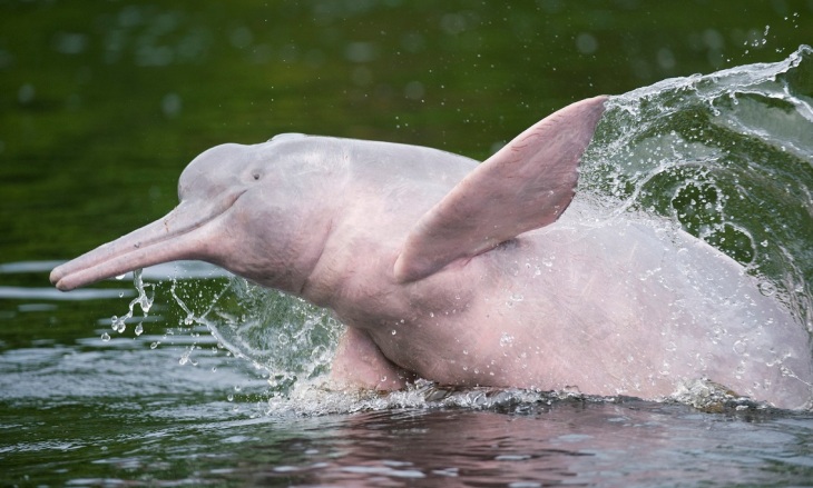 Amazon River Dolphins MM7675