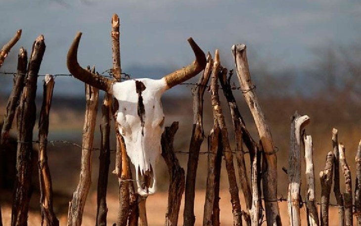 Morte de gabo por causa da seca