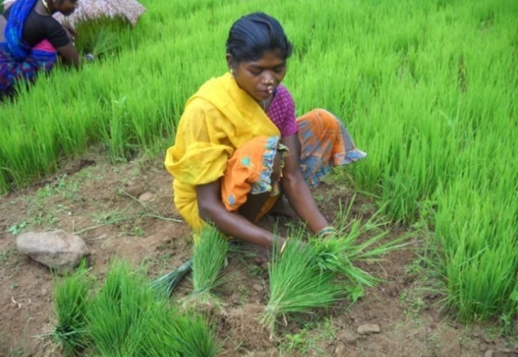 Agricultura na Índia