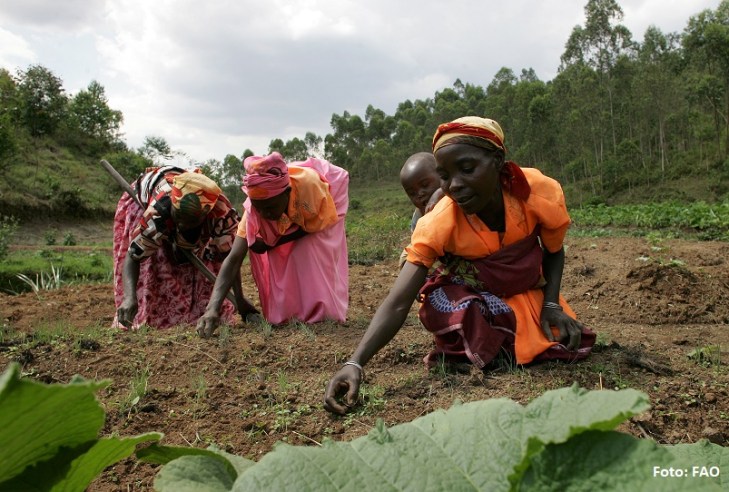 Women of the Batwa community working in a taro garden patch.