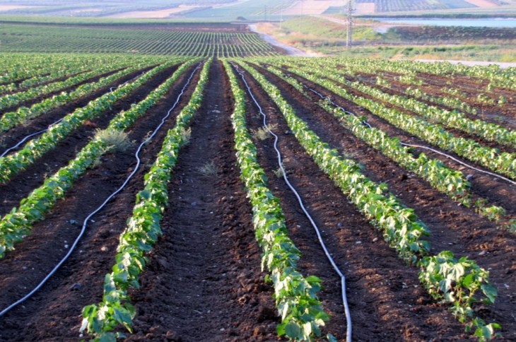 Irrigação por micro gotejamento