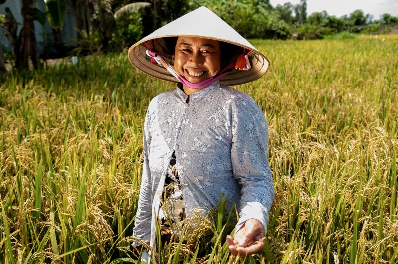 Arrozais no Vietnã