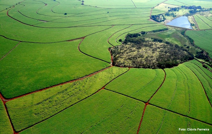 Canavial - foto Clóvis Ferreira