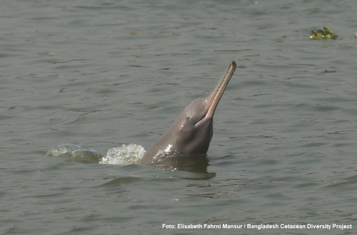 Golfinho-do-rio-Ganges