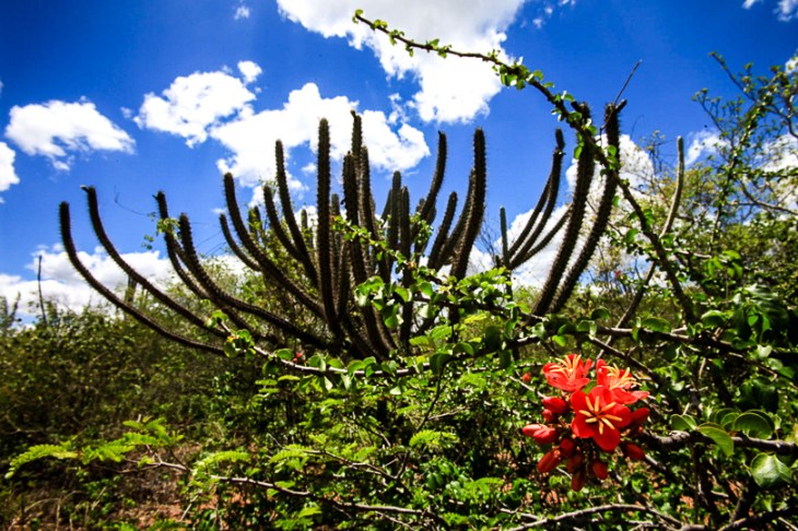 Bioma Caatinga