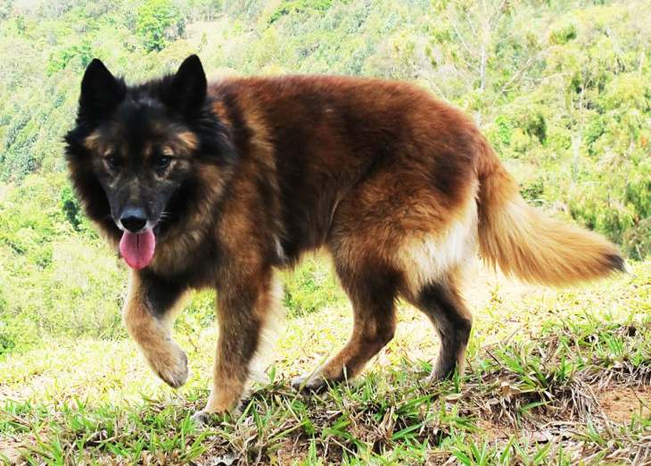 Cão-pastor-da-Mantiqueira