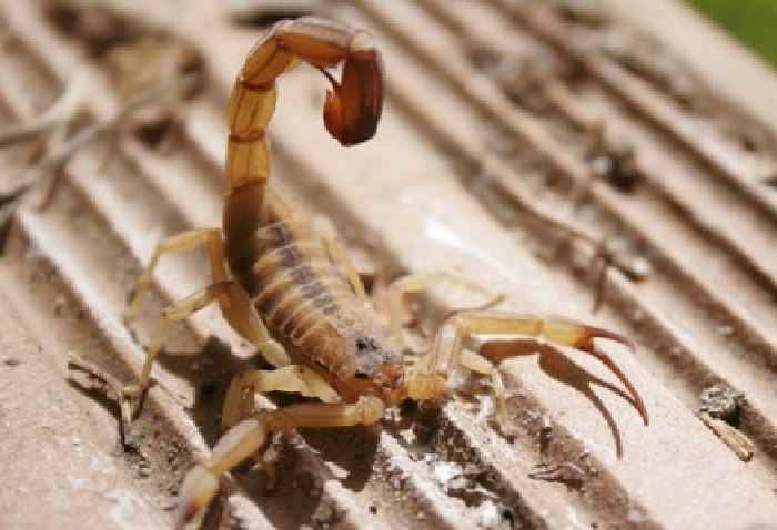 escorpião no entulho