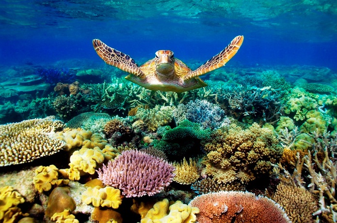 Grande Barreira de Coral