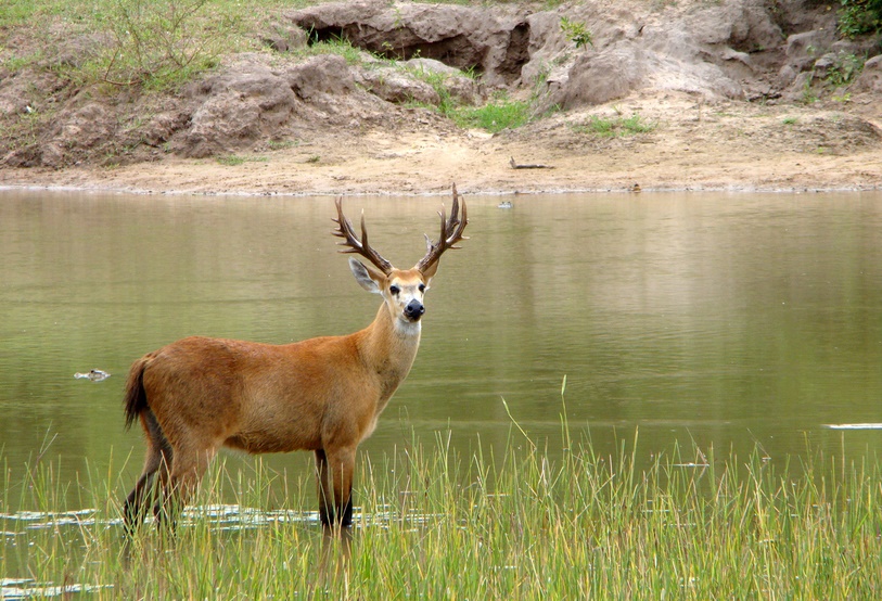 Cervo-do-Pantanal