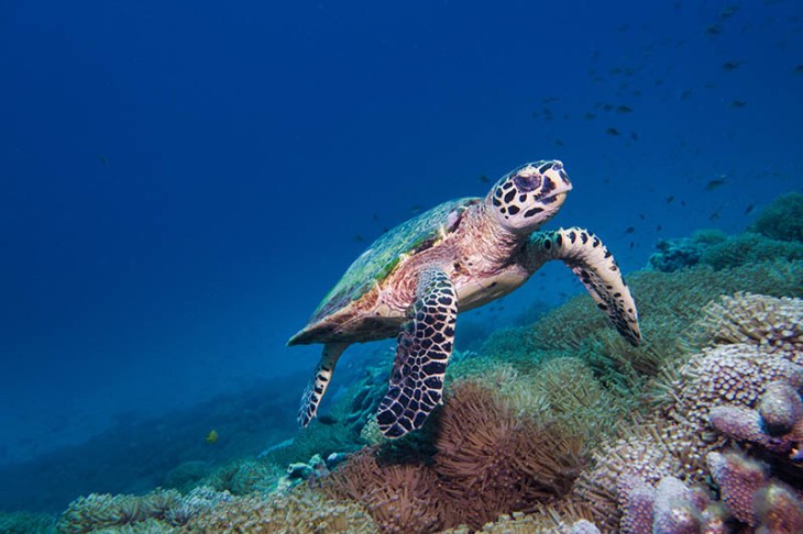 Underwater rare encounter with Critically Endangered Hawksbill Sea Turtle (Eretmochelys imbricata)