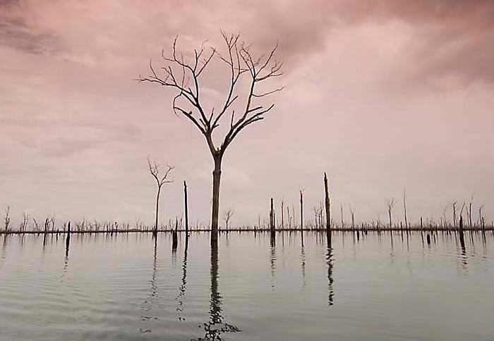 Floresta inundada pela represa da Usina Hidrelétrica de Balbina