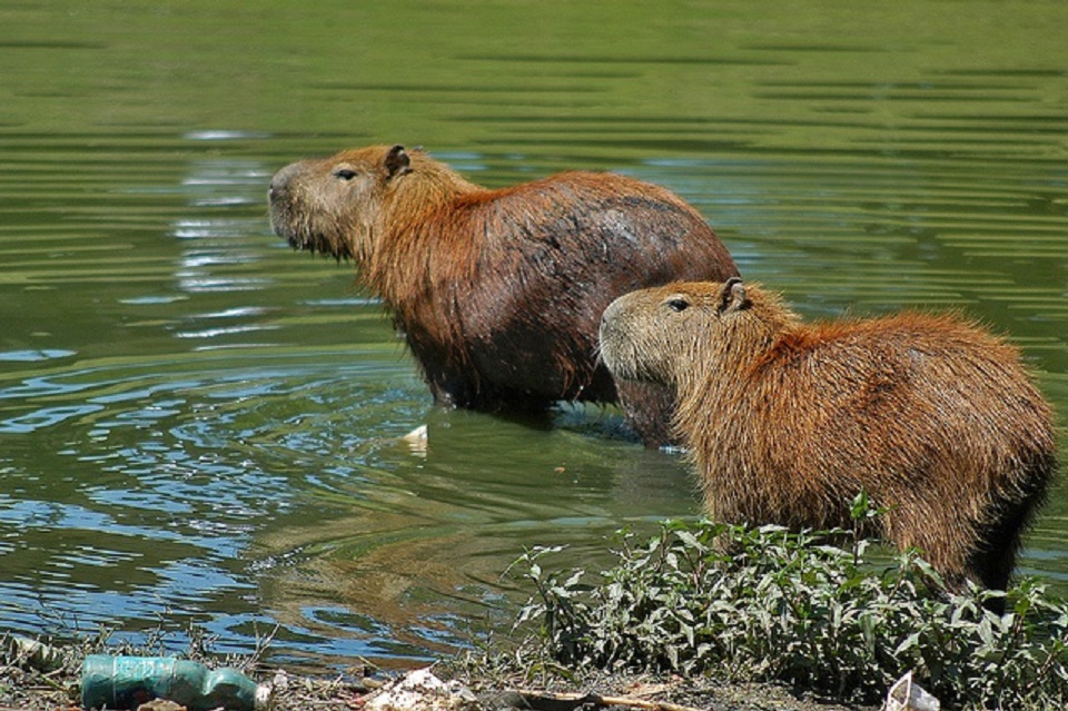 Capivaras do rio Capibaribe