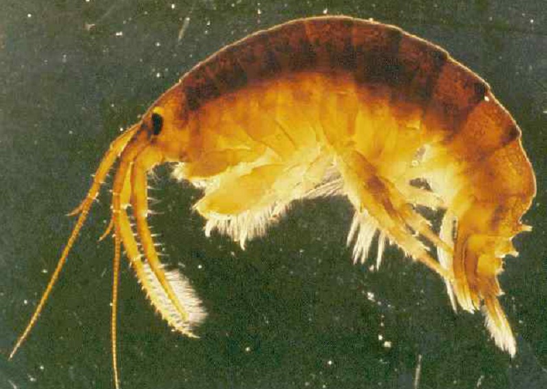 Dikerogammarus villosus. Photo by S. Giesen (1998).