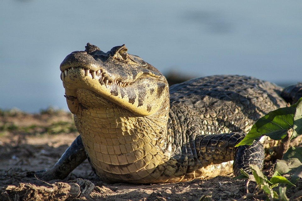 Jacaré-do-Pantanal