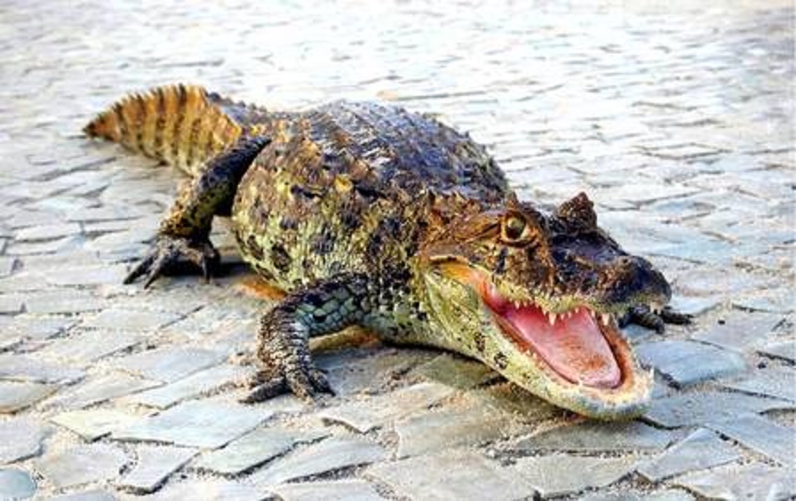 Jacarés na Praia do Recreio