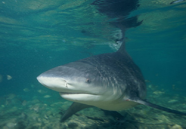 Tubarão cabeça-chata