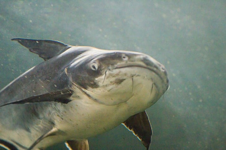 Giant Catfish (Pangasianodon gigas) photographed in an aquarium
