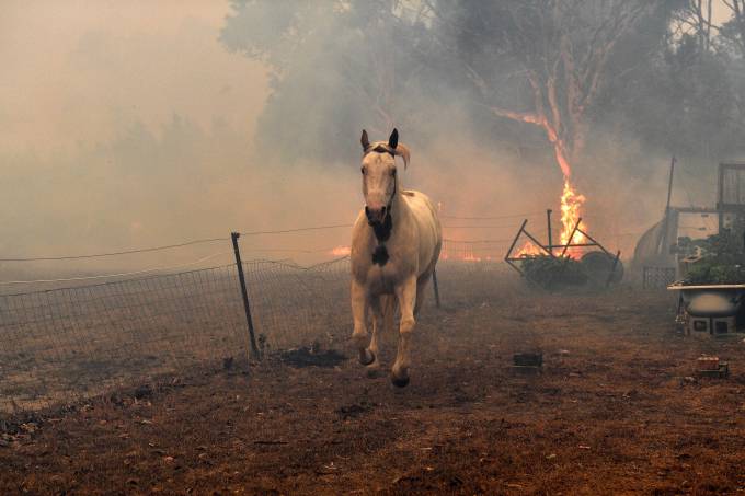 Cavalo fugindo de incêndio na Austrália