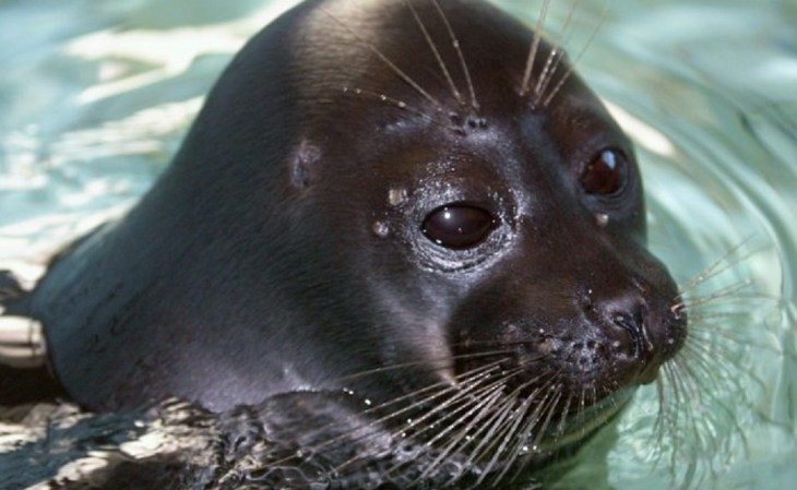 Foca do Baikal