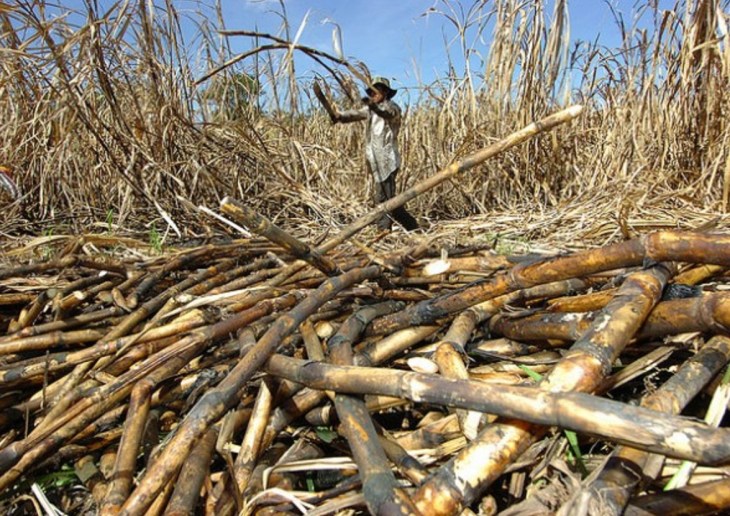Colheita de cana em Cuba