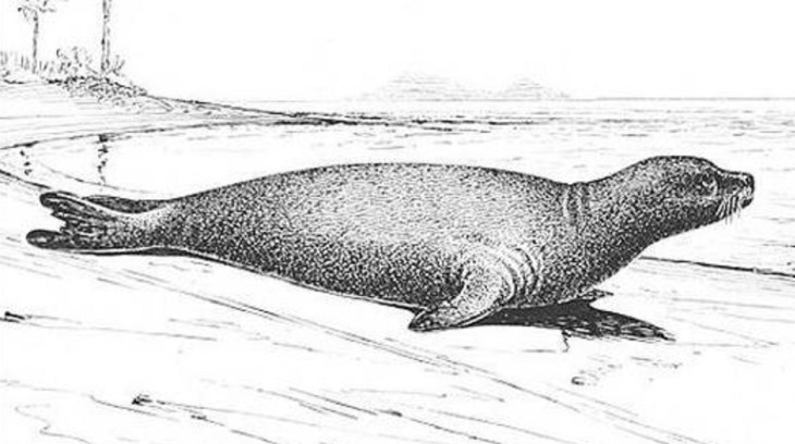 Foca-monge-das-Caraíbas