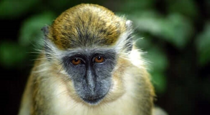 Macaco-verde de Barbados