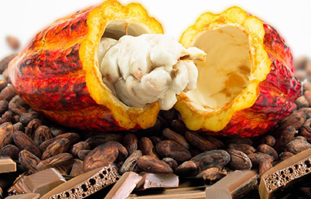 Cacaueiros do Sul da Bahia