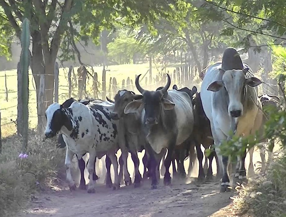 Gado no sertão nordestino