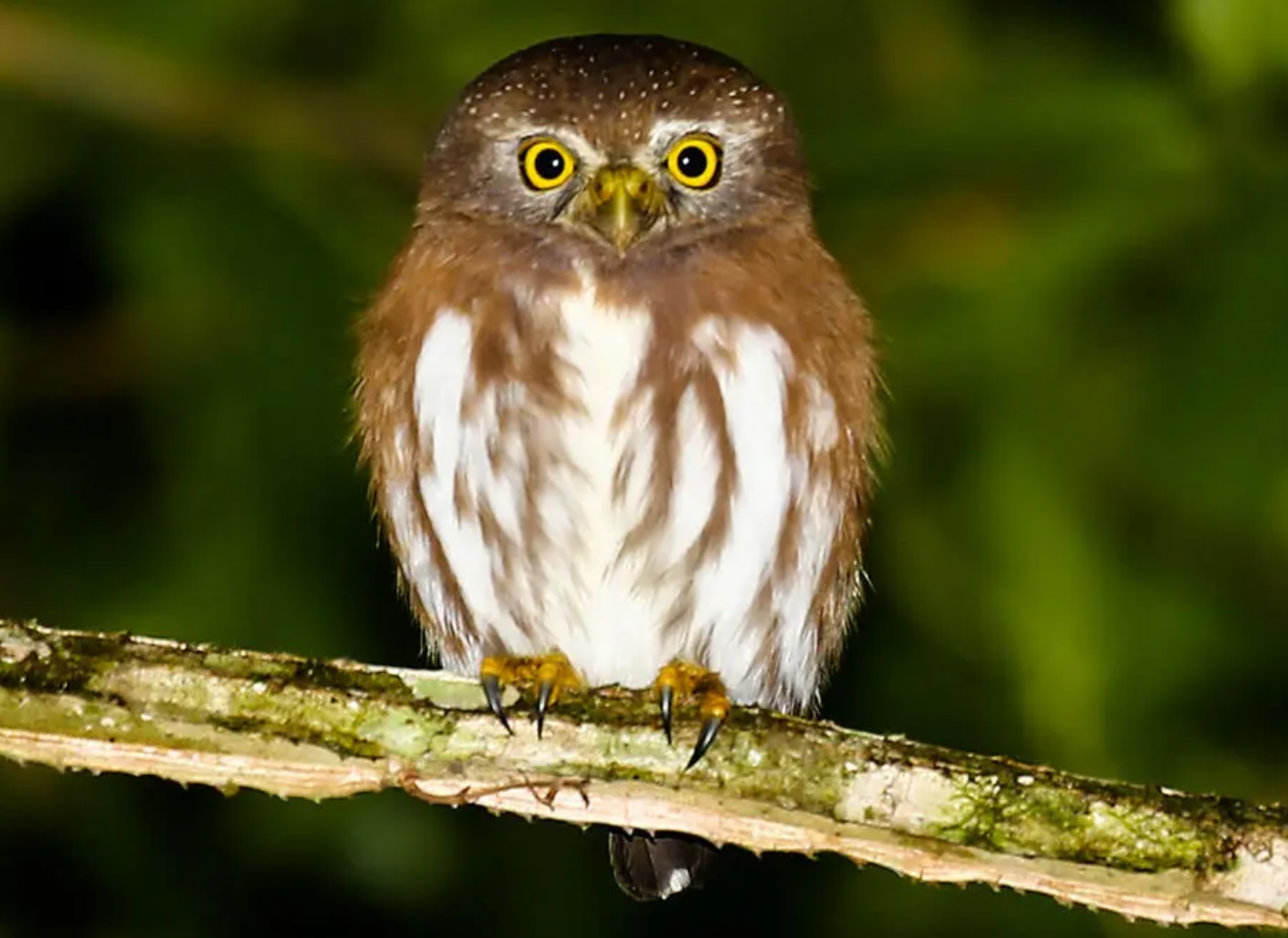 ANIMAIS EXTINTOS DA FAUNA BRASILEIRA | ÁGUA, VIDA \u0026 CIA – Fernando José de  Sousa, image size:1420x1034